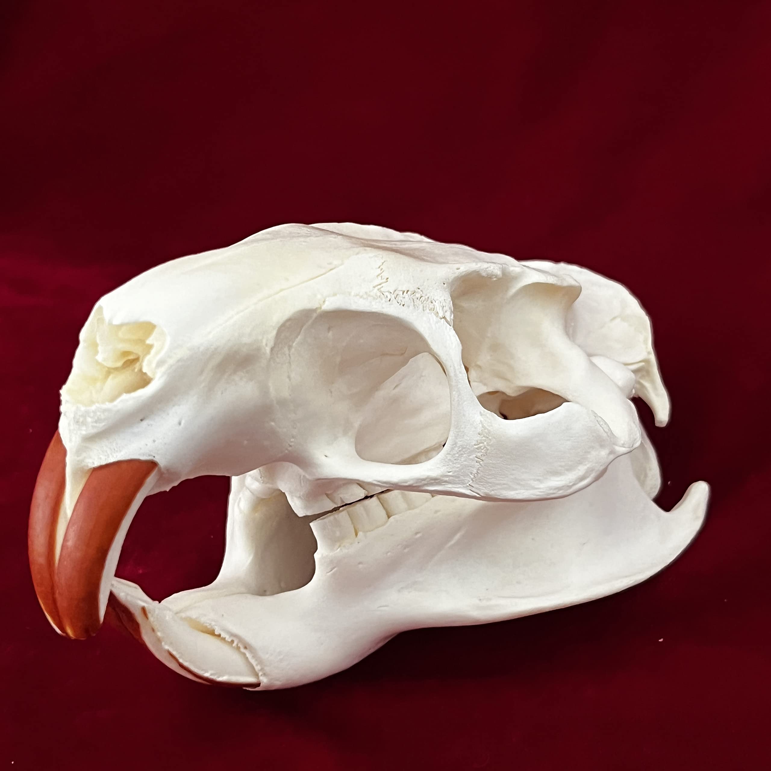 Amazon.com: ZCZC 7PCS Combination Real Animal Skull specimens of